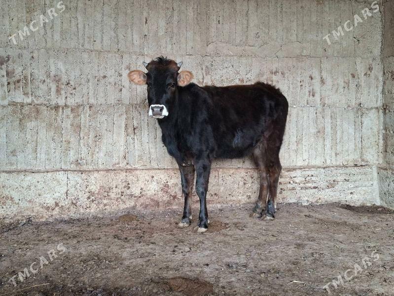 tuwe - Gökdepe - img 1