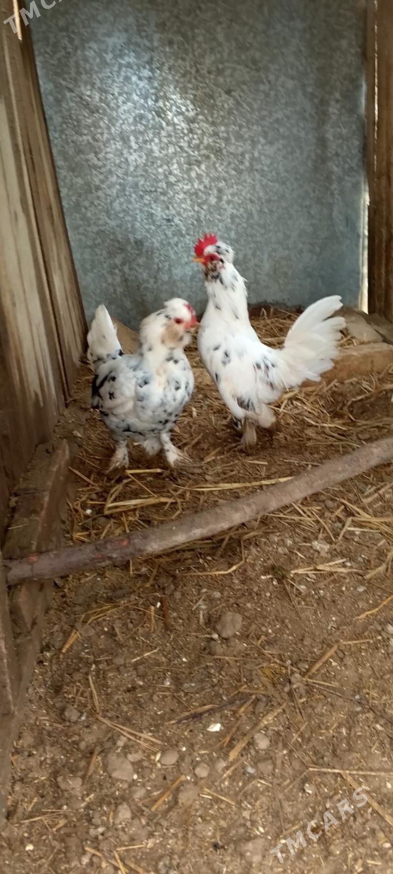 karlik - Сакар - img 1