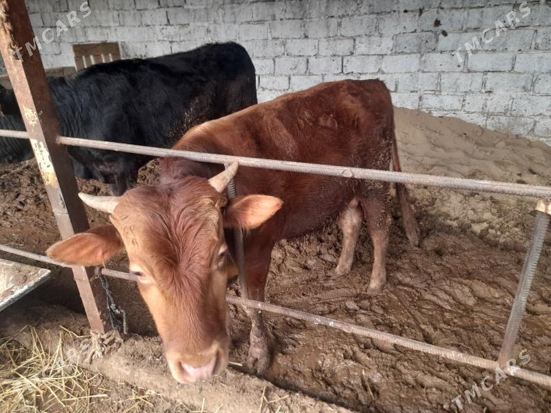 okuz - Bagyr - img 1