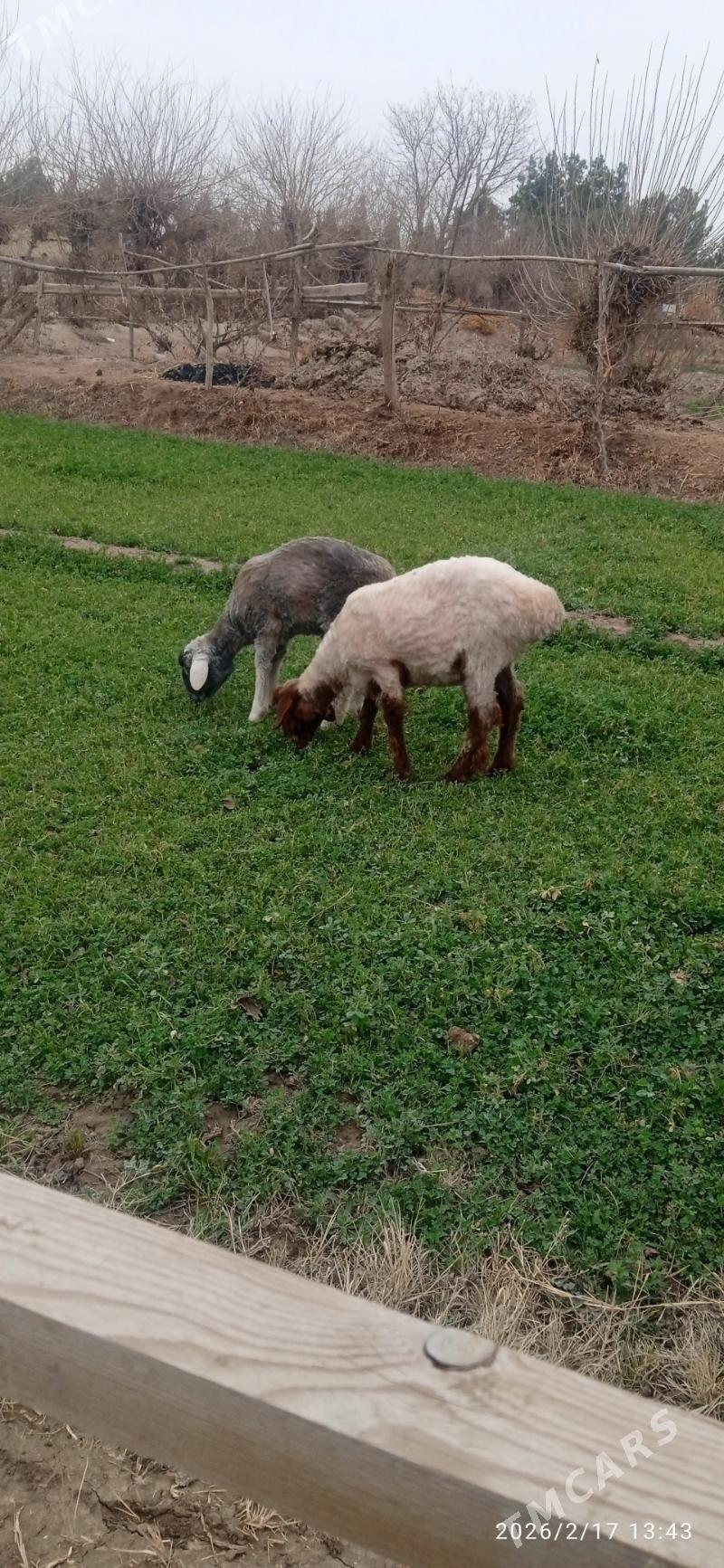 bogaz goýun we goç - Çärjew - img 1