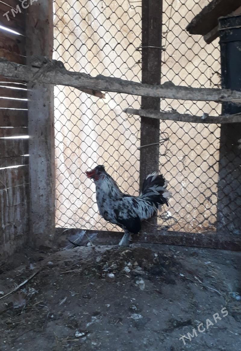 Karlık horaz - Bäherden - img 1