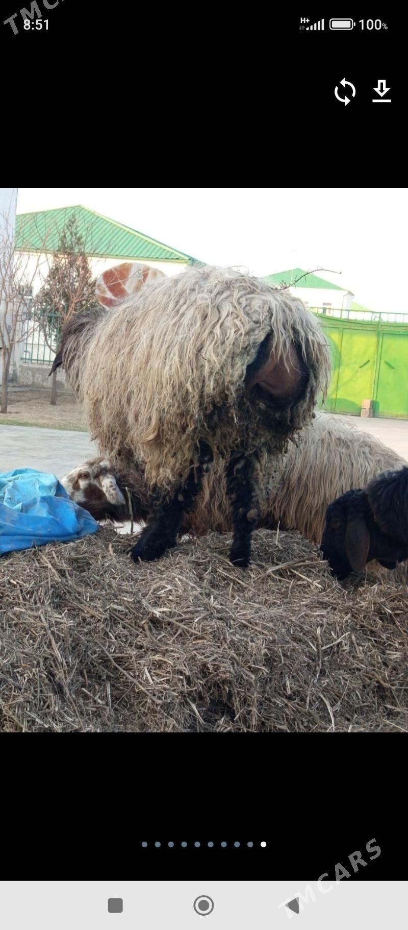 BAKYLGY İŞŞEK - Aşgabat - img 1