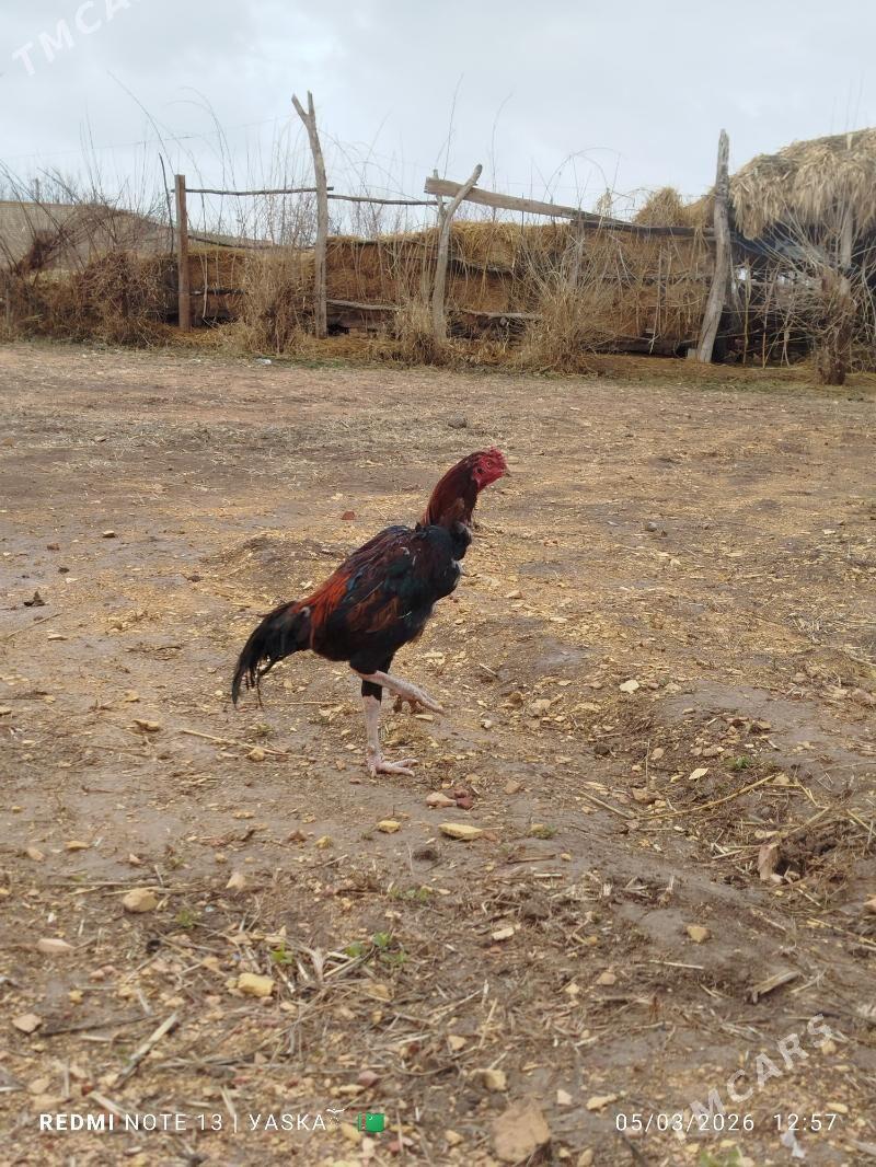 Baysok ak ayak - Dänew - img 1