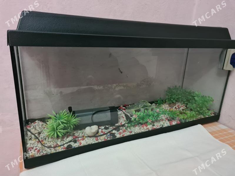 аквариум - Aşgabat - img 1