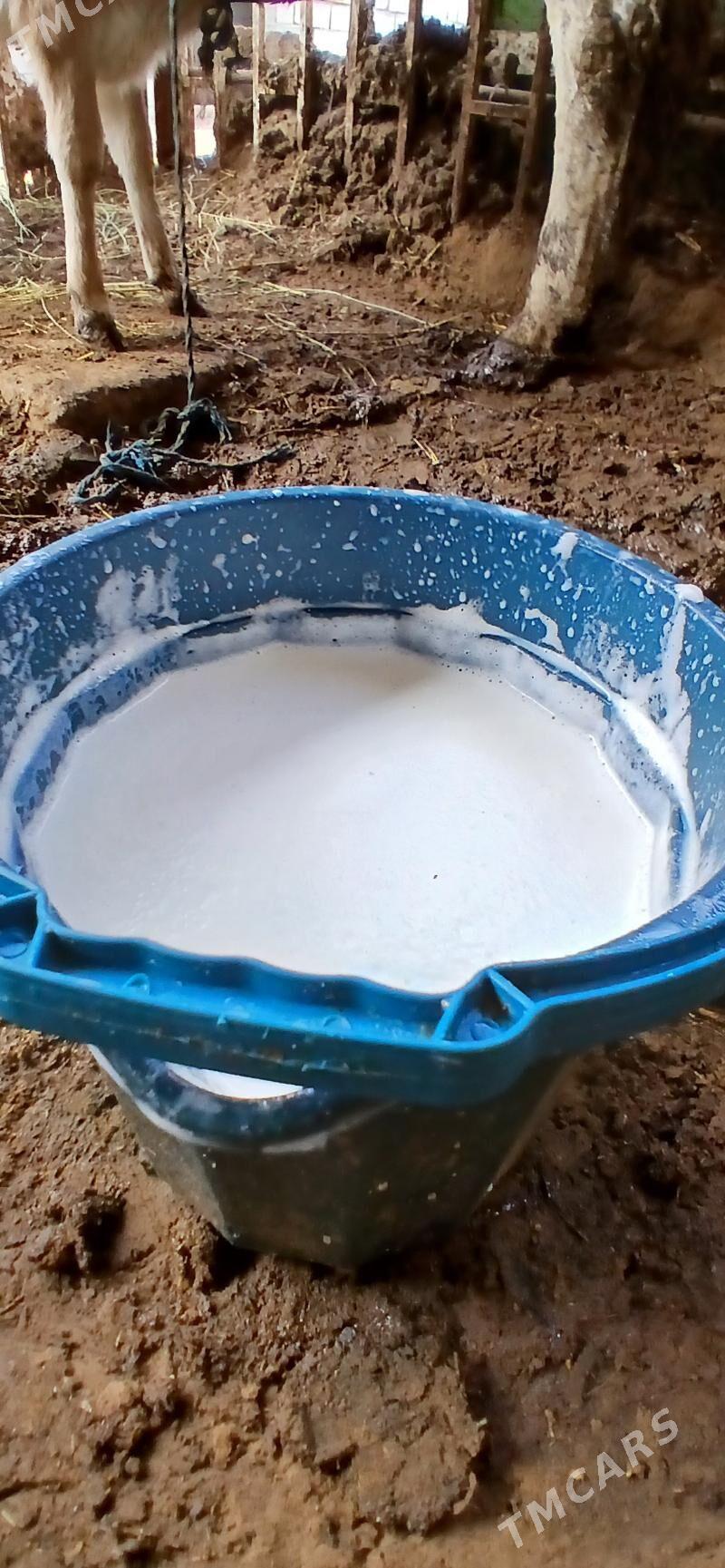 ELIN SUYT - Чоганлы - img 1