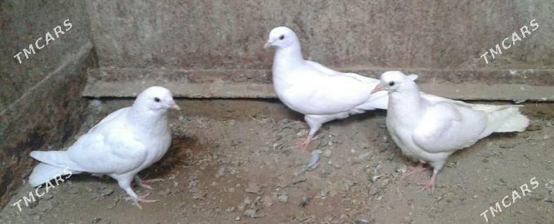 Kepderi - Мары - img 1