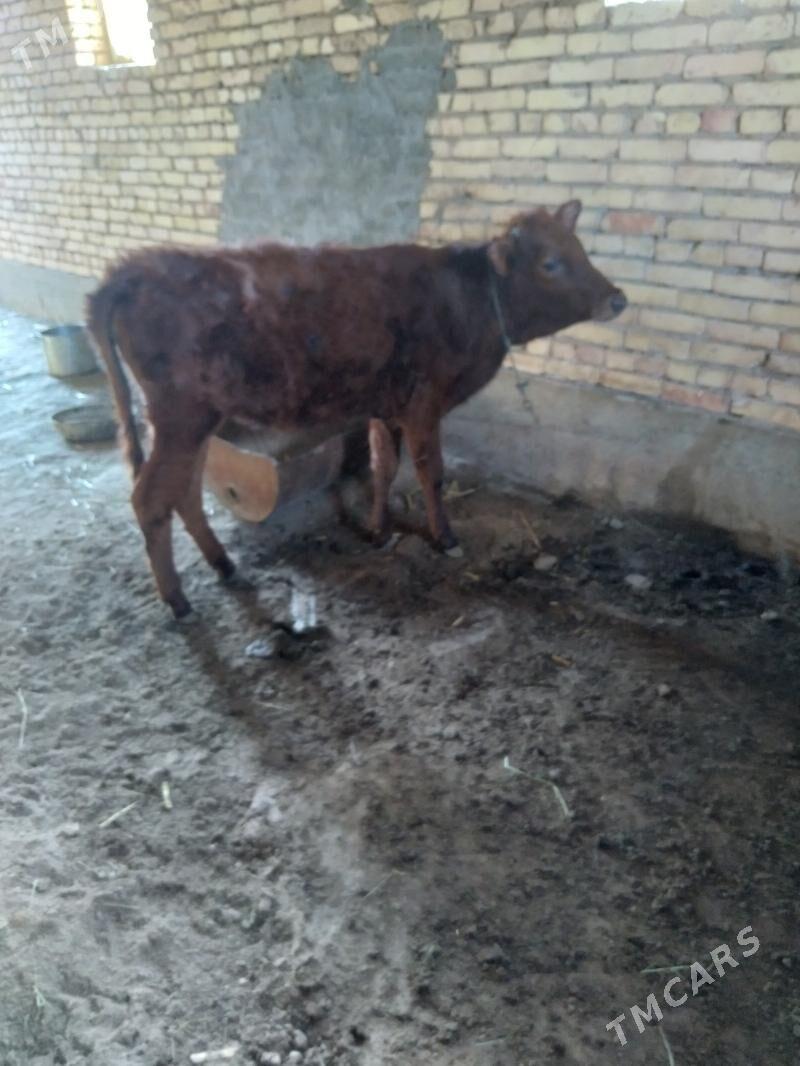 unajyn - Фарап - img 1