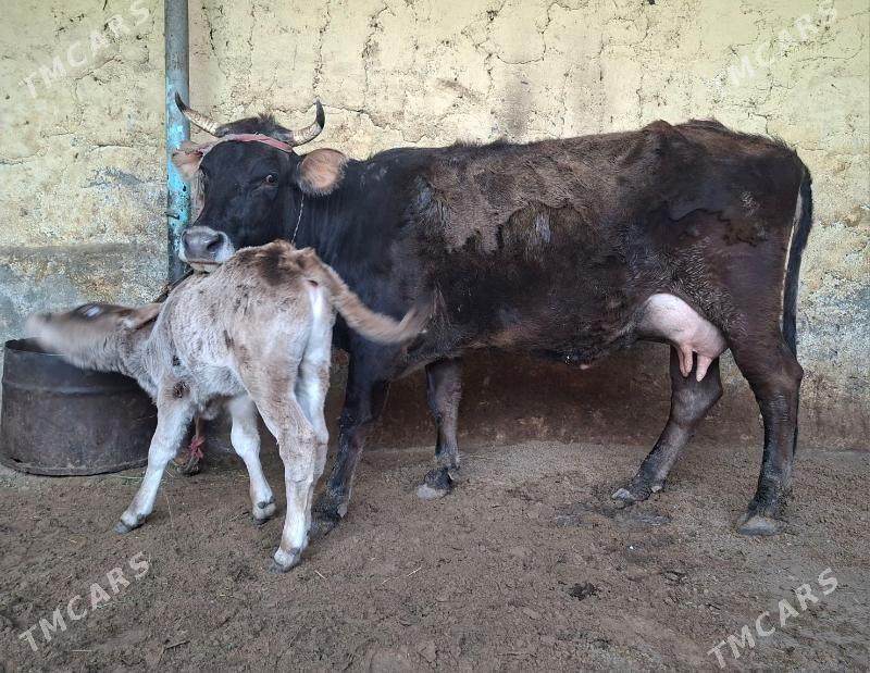 Goleli sygyr - Ашхабад - img 1