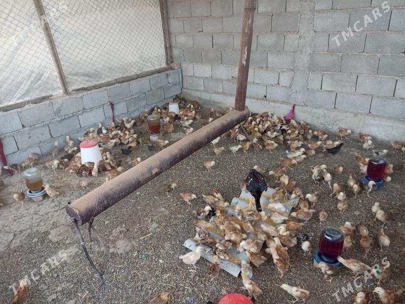 jüje - Büzmeýin - img 1