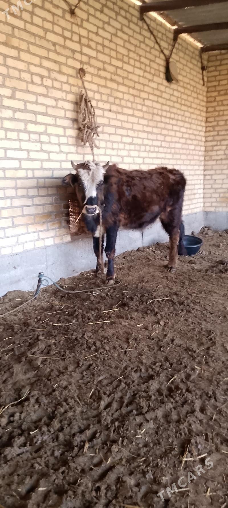 яш ики окуз - Саят - img 1