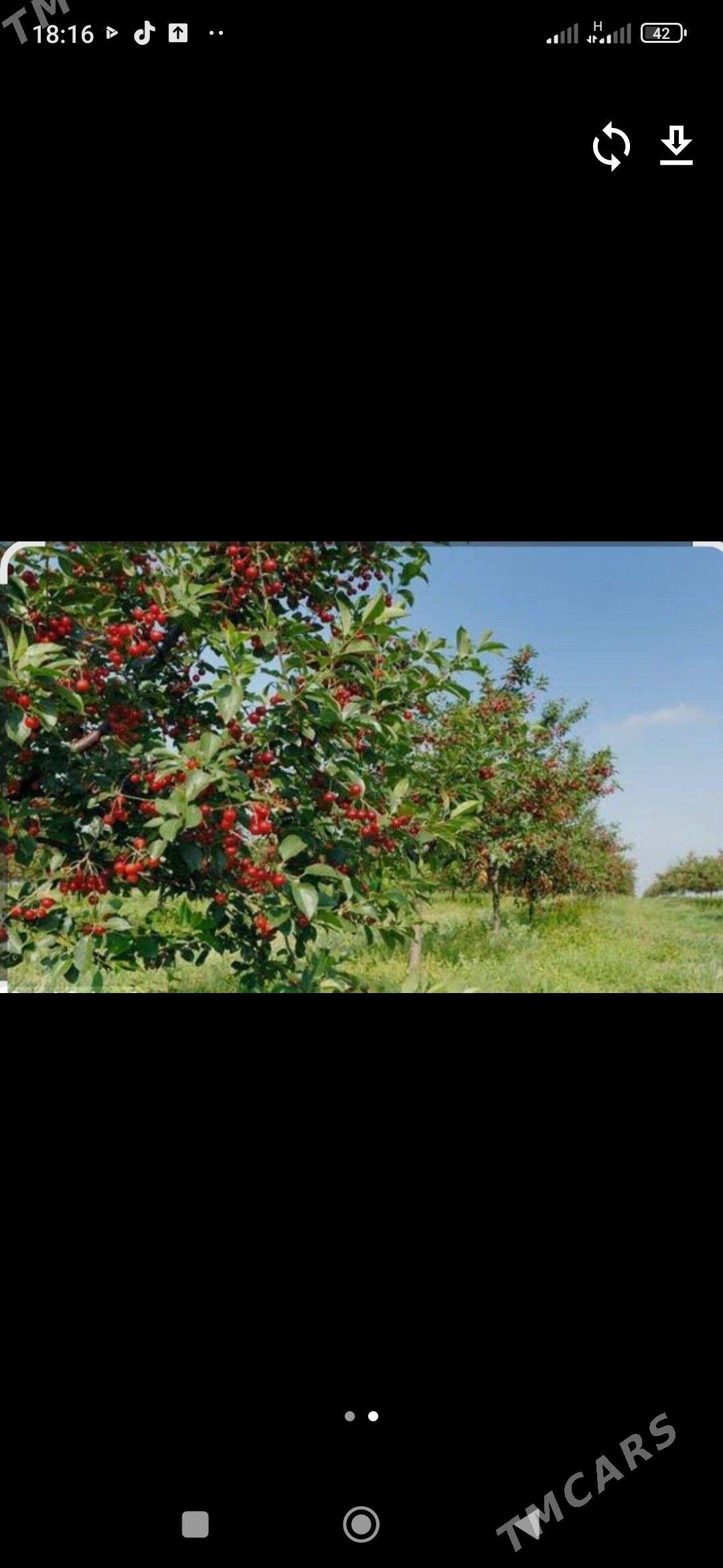 Wisni - Magtymguly - img 1