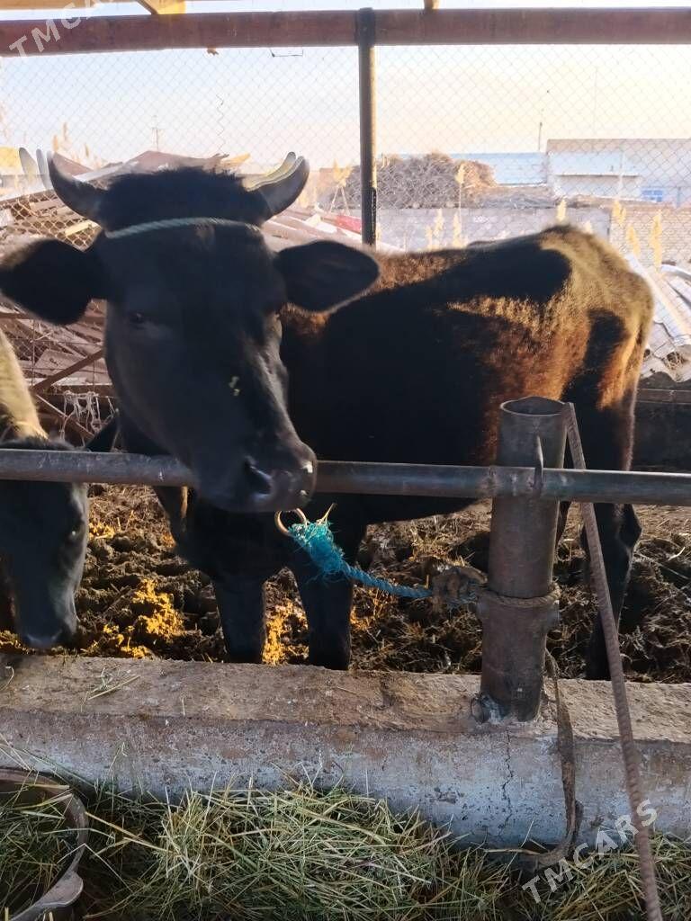 corny pyýostyr inek - Чарджоу - img 1