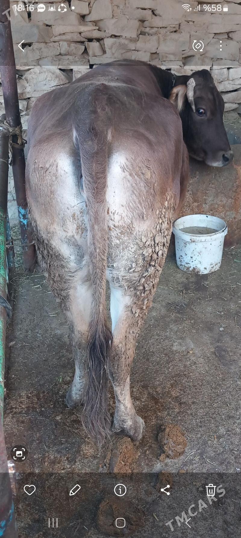 Bakylan sygyr - Бахарден - img 1