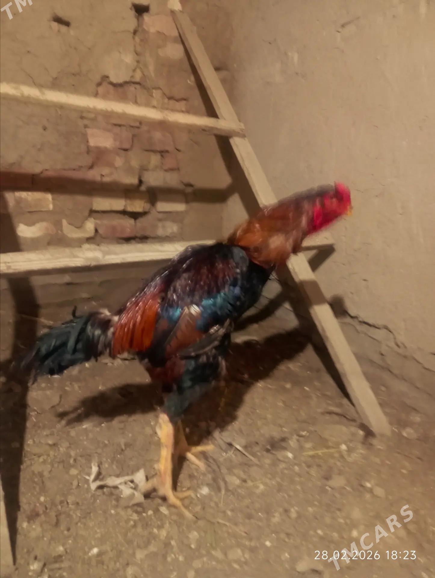 bayes horaz - Dänew - img 1