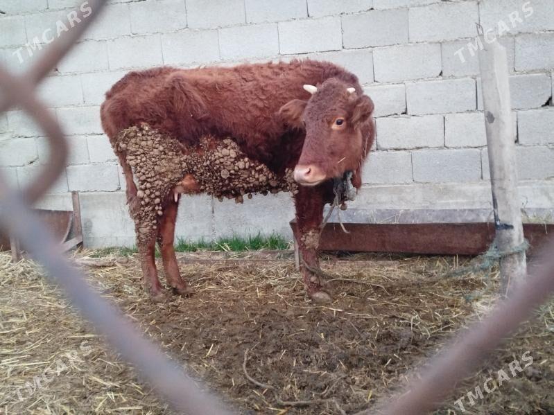 goleli sygyr - Bäherden - img 1