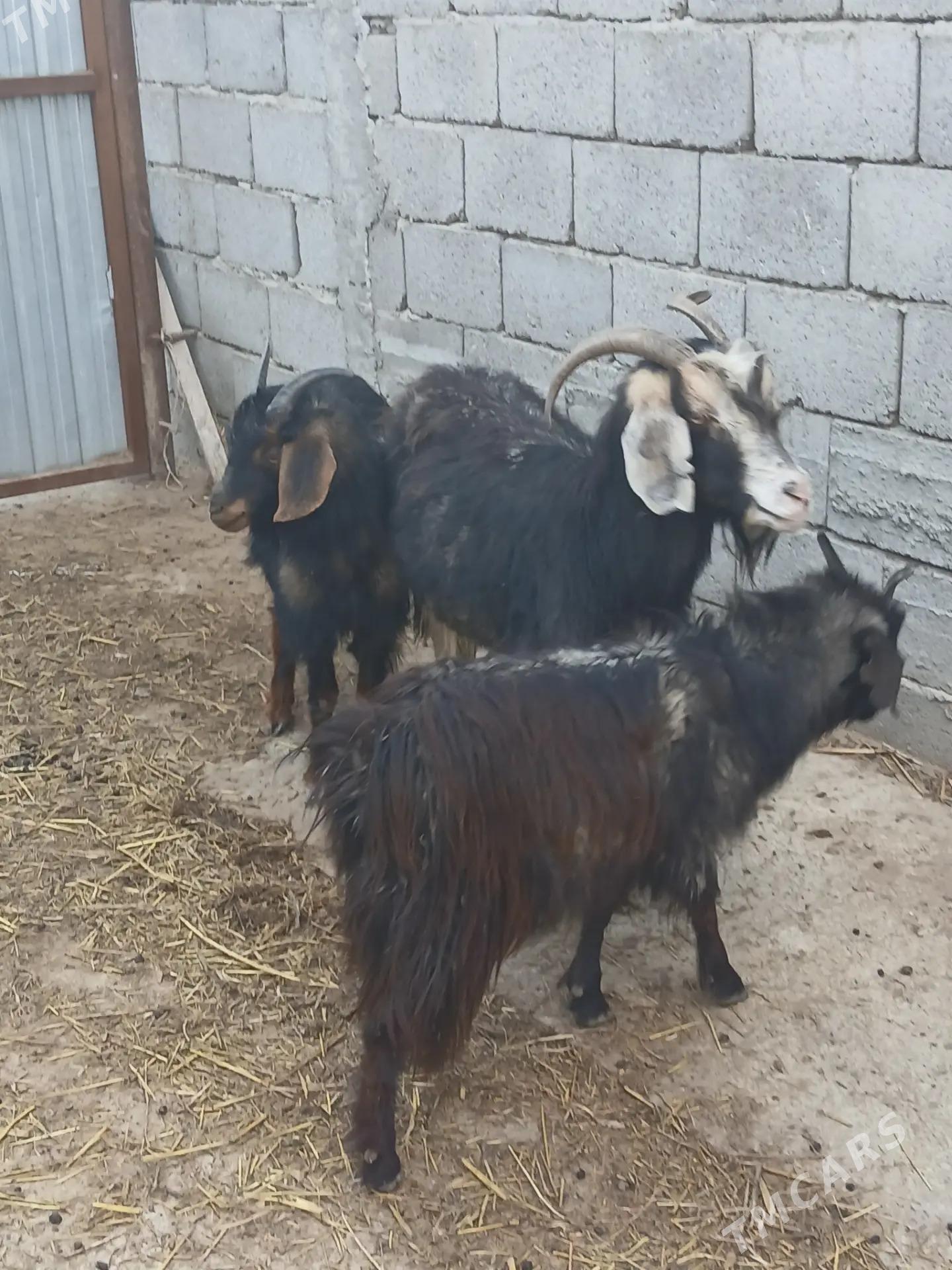 geci cebis - Анев - img 1