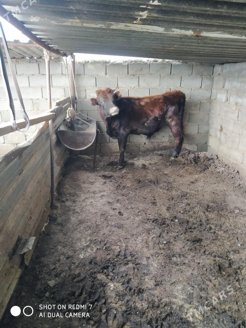 öküz - Türkmenbaşy - img 1