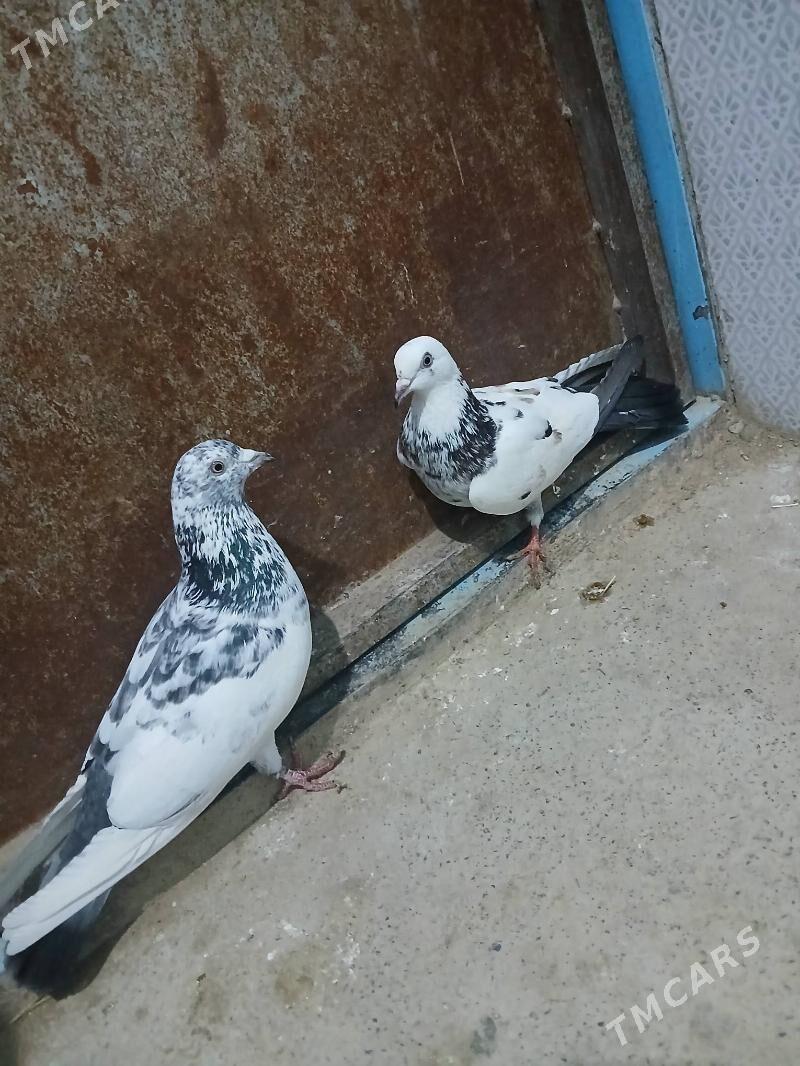 kepderi - Gyzylarbat - img 1