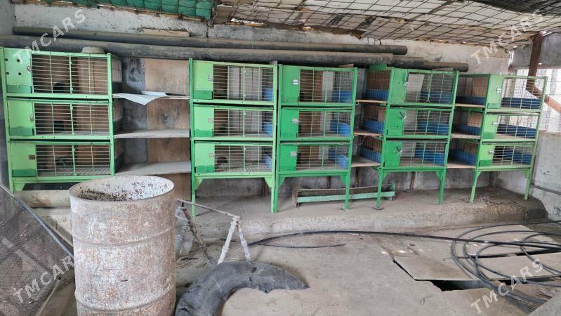 Ketek - Gyzylarbat - img 1