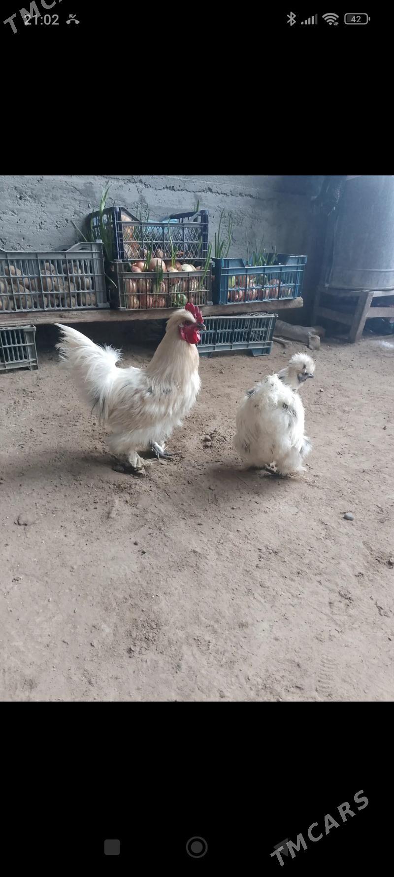 Towsan tuy - Чарджоу - img 1