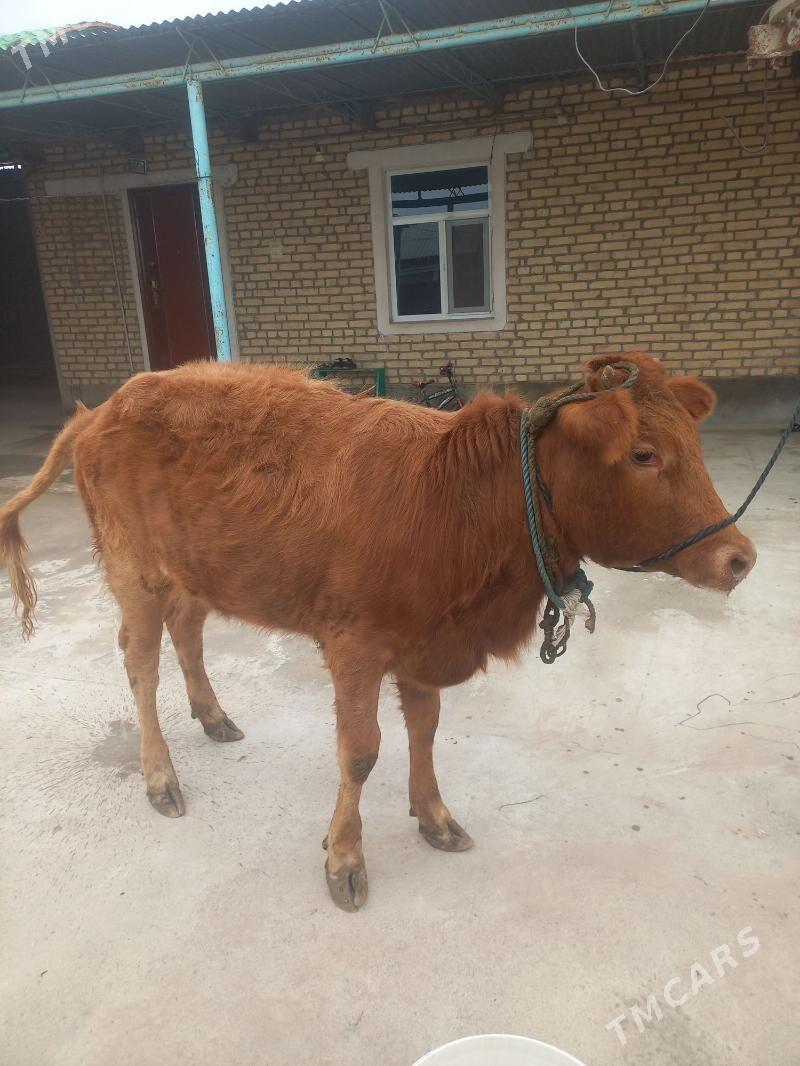 🦬tuwe 🦬 - Яшлык - img 1