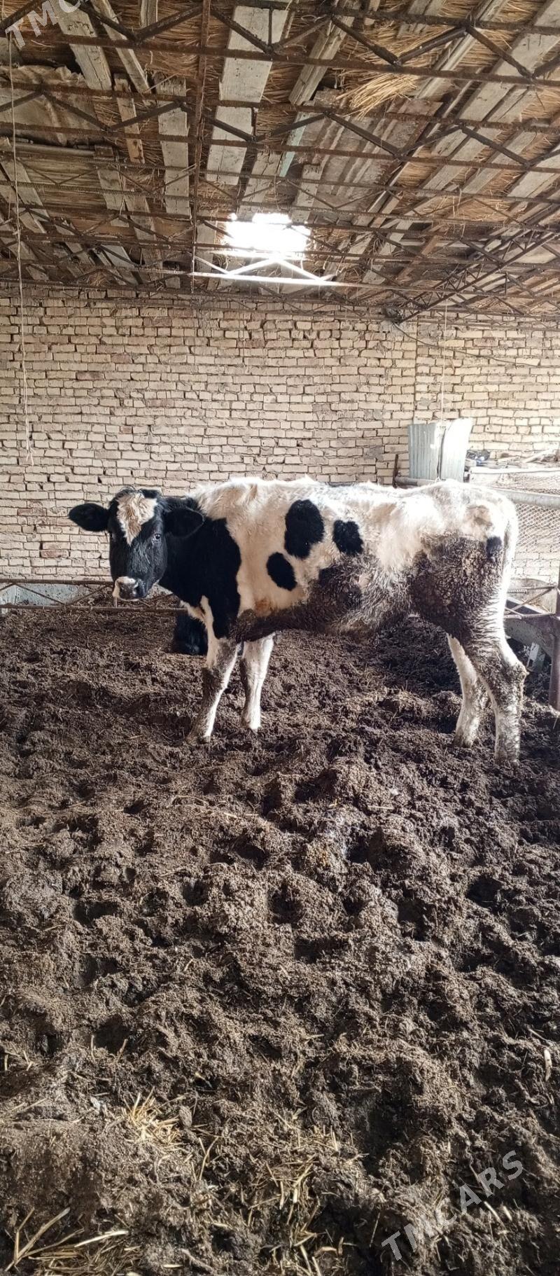 golşteyn - Чарджоу - img 1