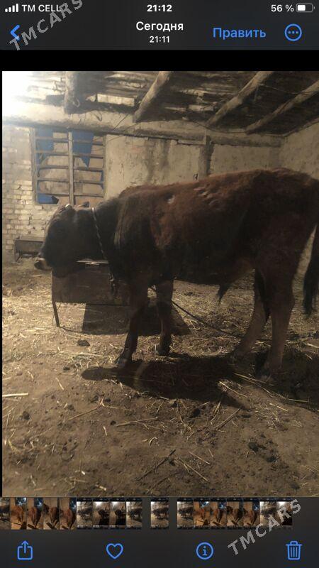 Öküz - Мары - img 1