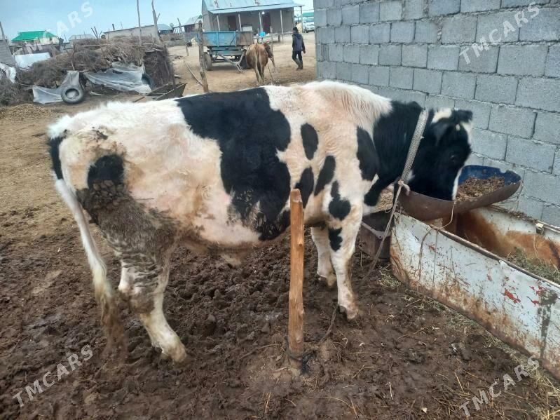 öküz - Ak bugdaý etraby - img 1