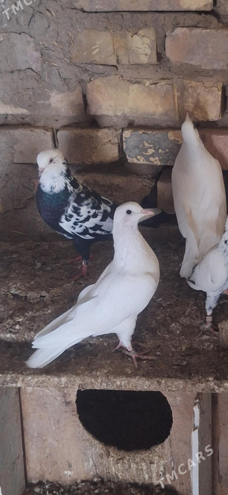 Kepderi - Мары - img 1