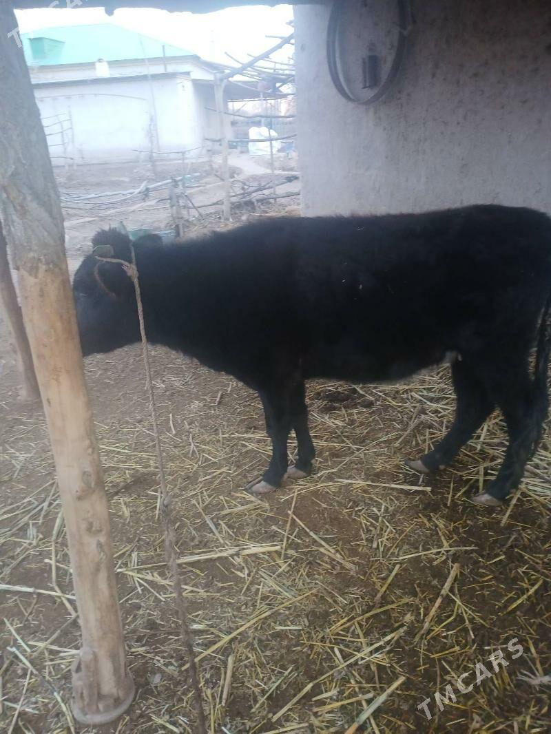 gaçar - Gubadag - img 1