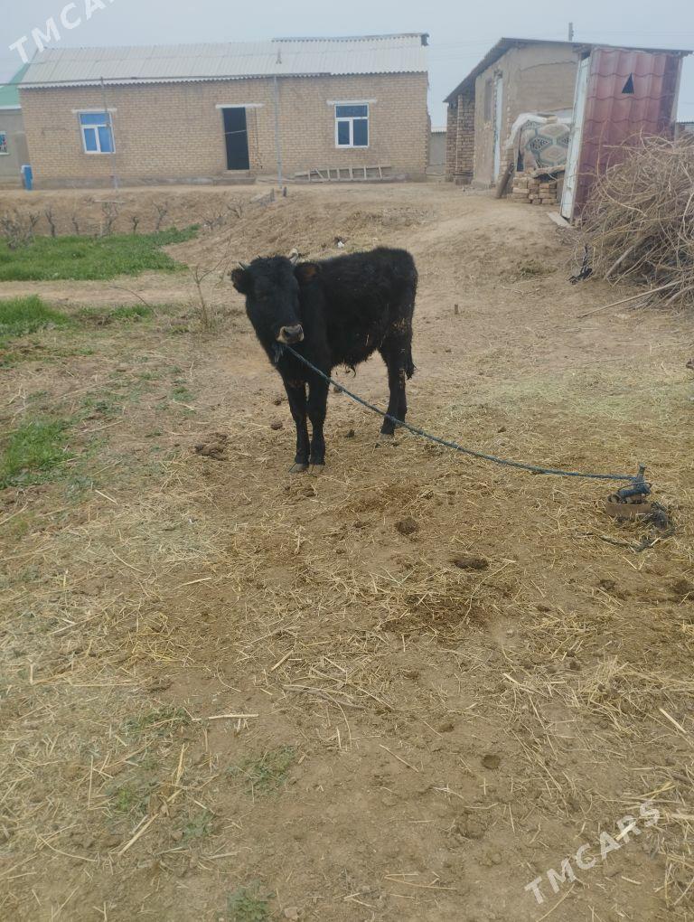 okiz - Бабадайхан - img 1