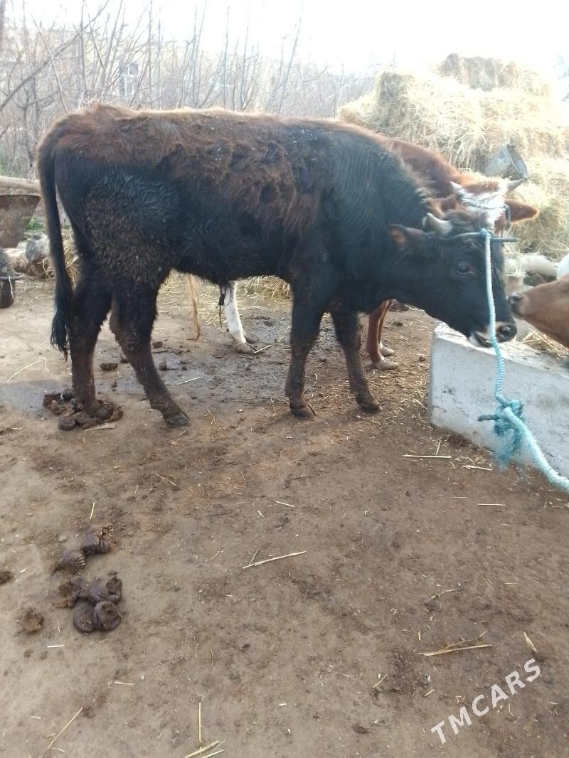 okuz - Dänew - img 1