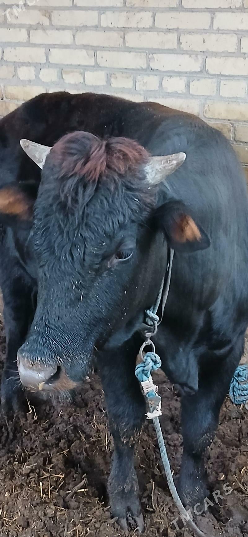 Öküz - Türkmenabat - img 1