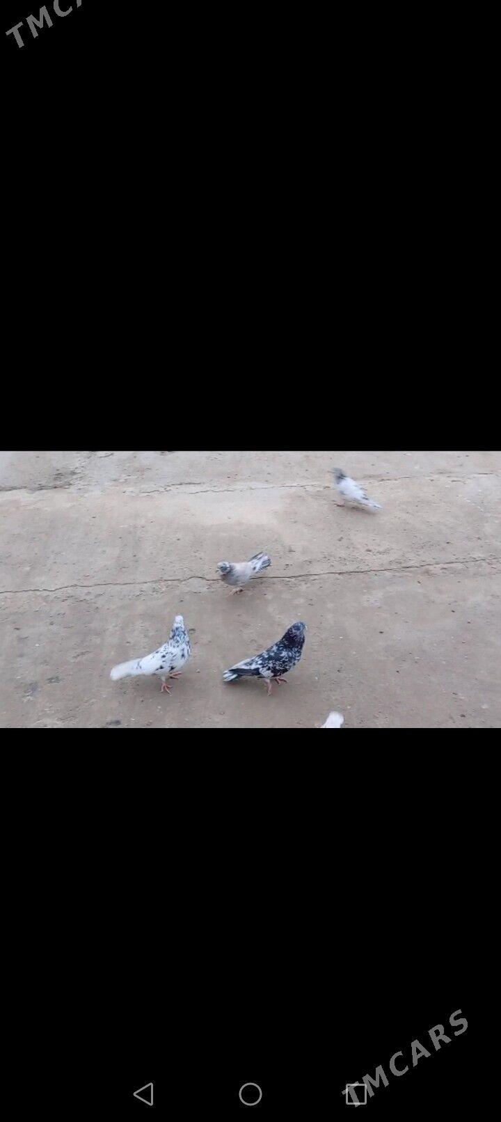 Kepderi - Берекет - img 1