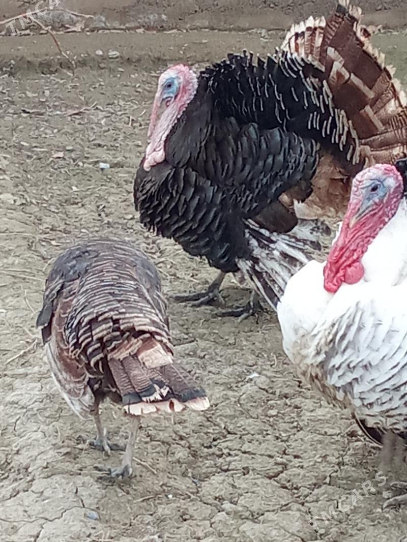 induk - Яшлык - img 1