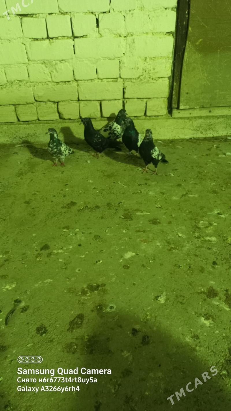 kepderi - Çoganly - img 1