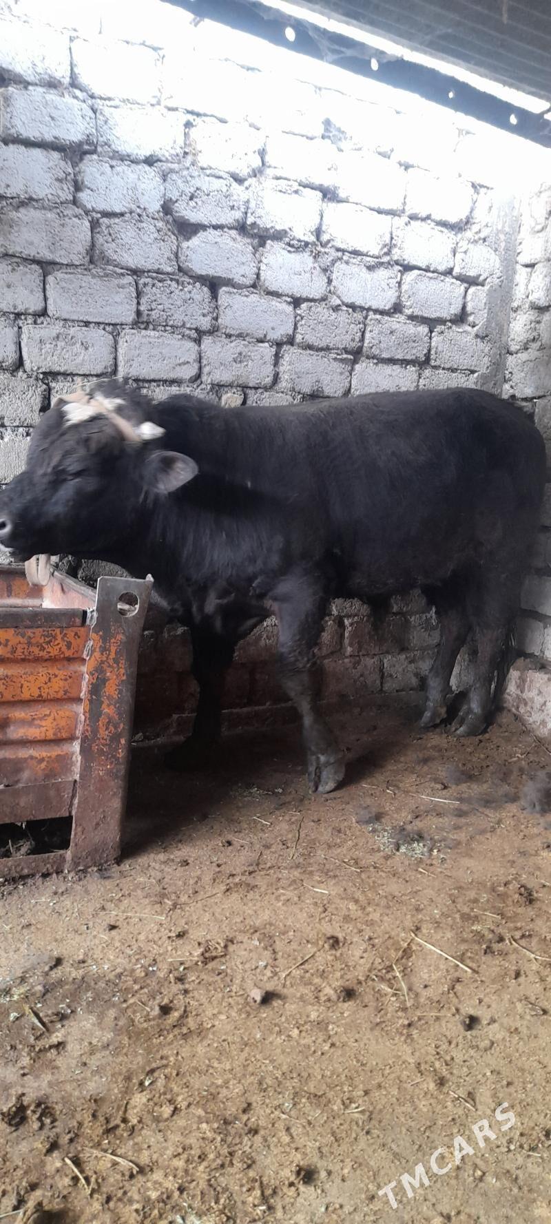 okuz - Garadamak - img 1