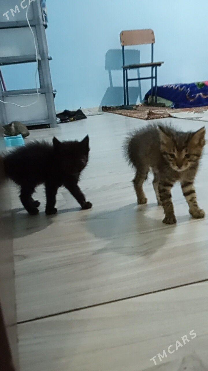 pişik - Мир 3 - img 1