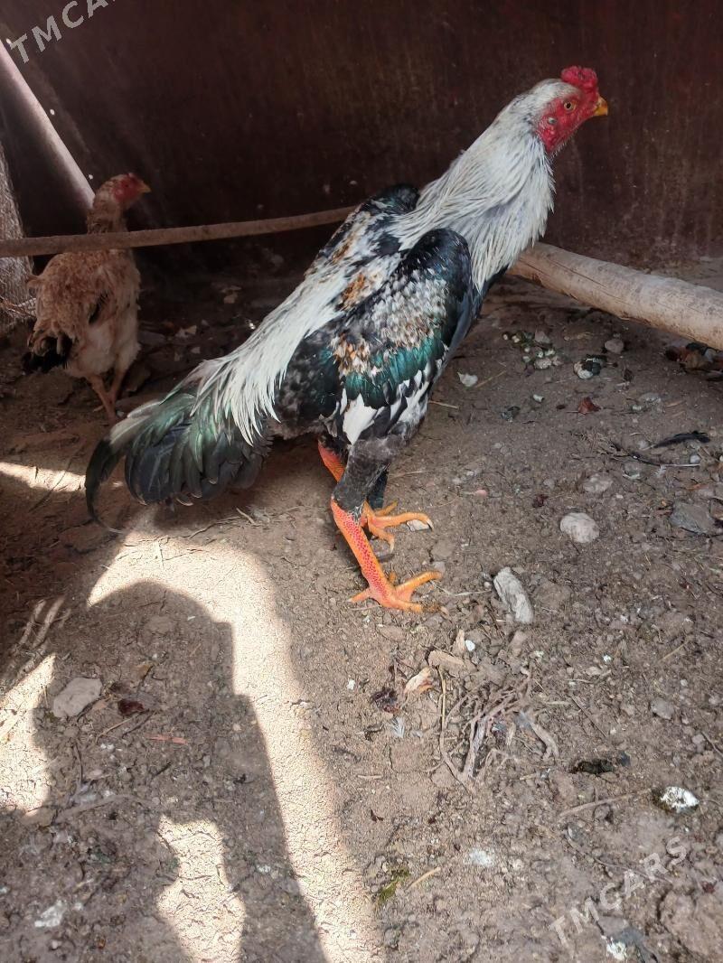 BAÝSOV - Туркменабат - img 1