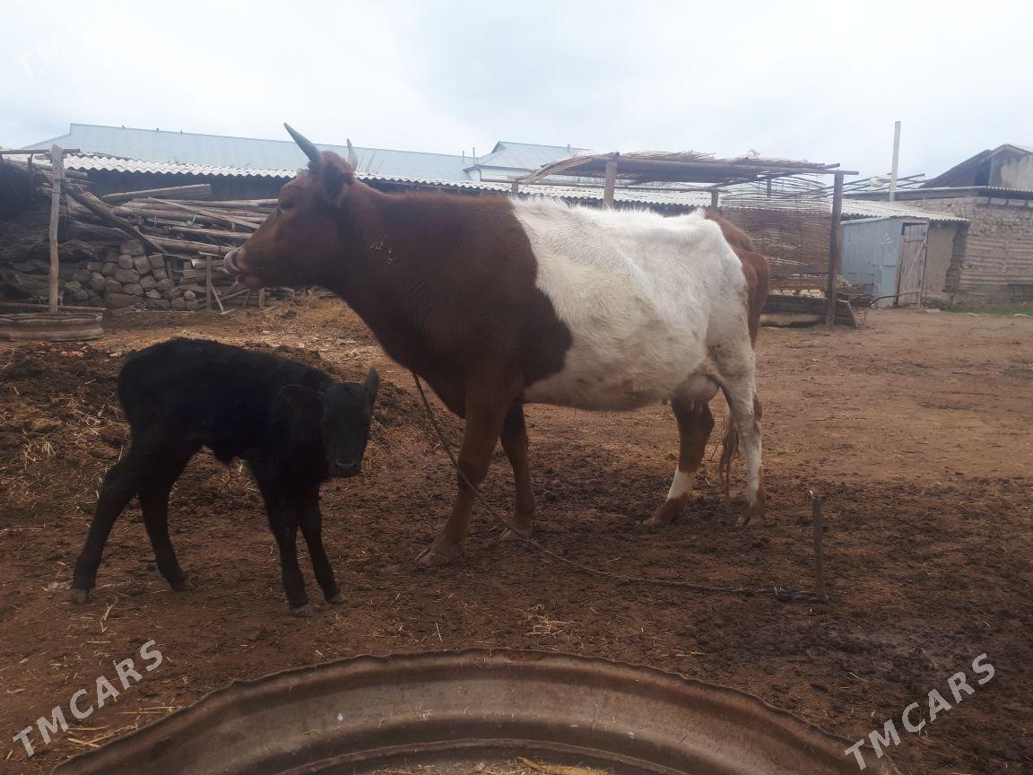 Gõleli sygyr - Мургап - img 1