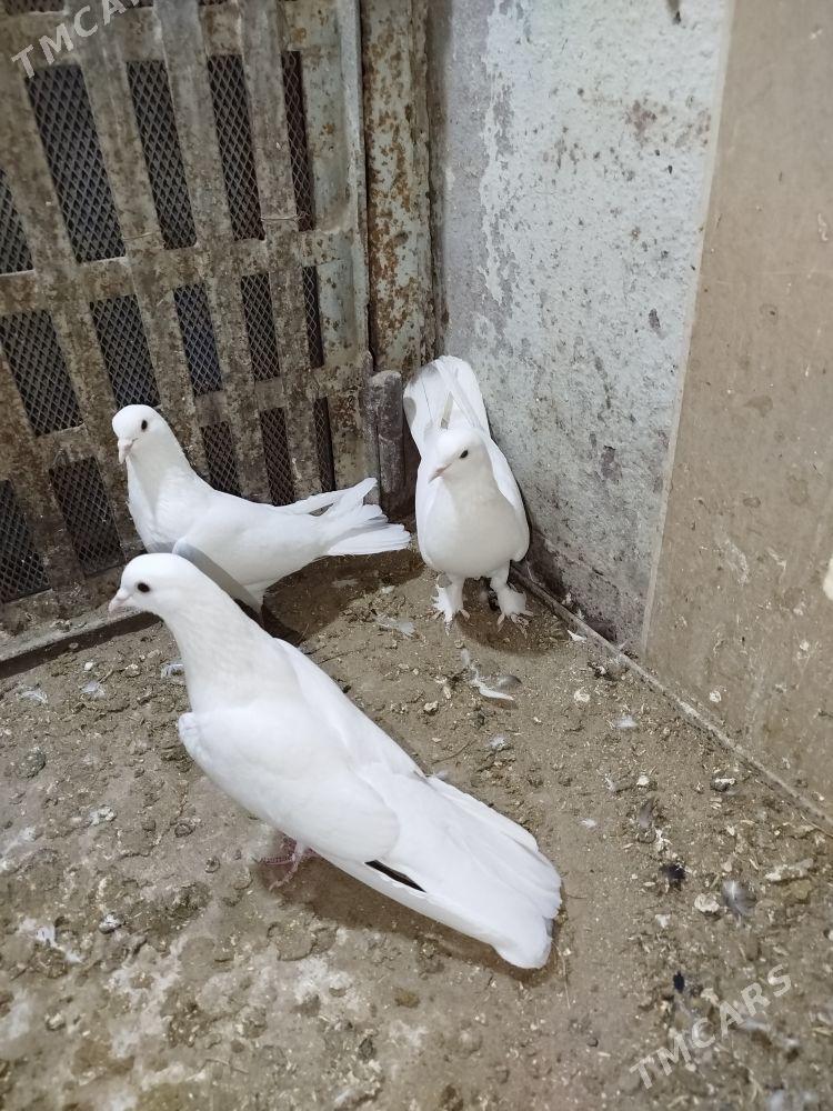 Kepderi - Gumdag - img 1