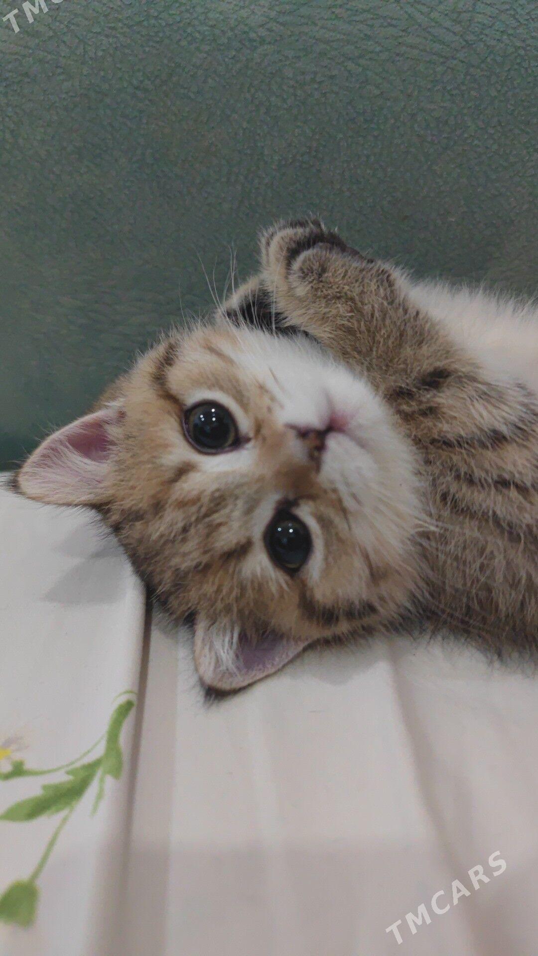 Шотландские котята - ул. Подвойского (Битарап Туркменистан шаёлы) - img 1