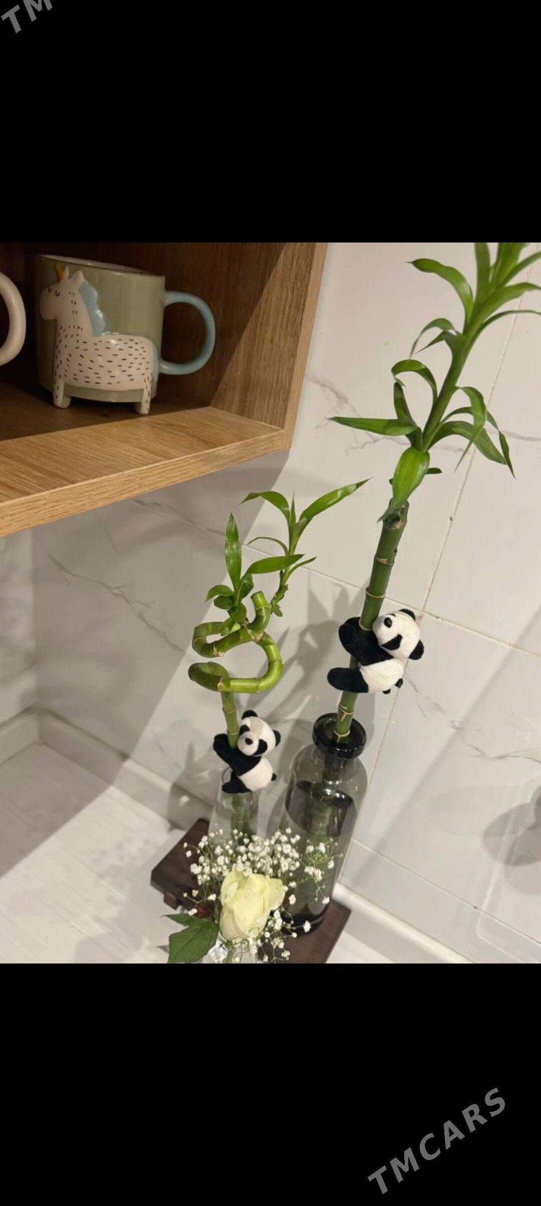 Bambuk - Balkanabat - img 1