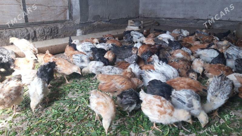 Jüýje iki aýlyk jüýje. - Бабадайхан - img 1