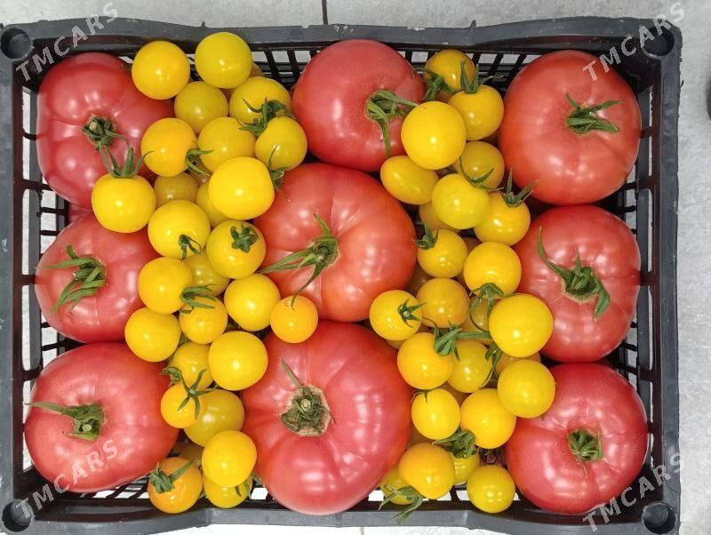 Ýyladyşhana pamidor isgar gerek - Baýramaly - img 1