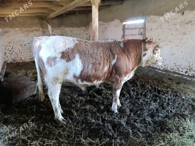 Ôkúz - Бахарден - img 1