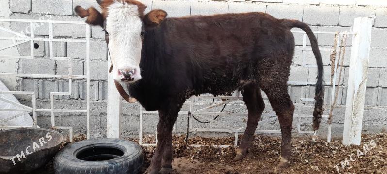 tüwe - Чоганлы - img 1