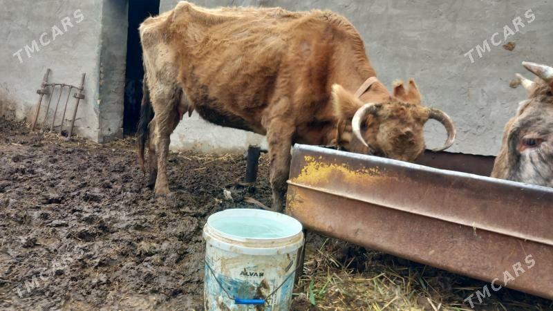 goleli sygyr - Mary - img 1