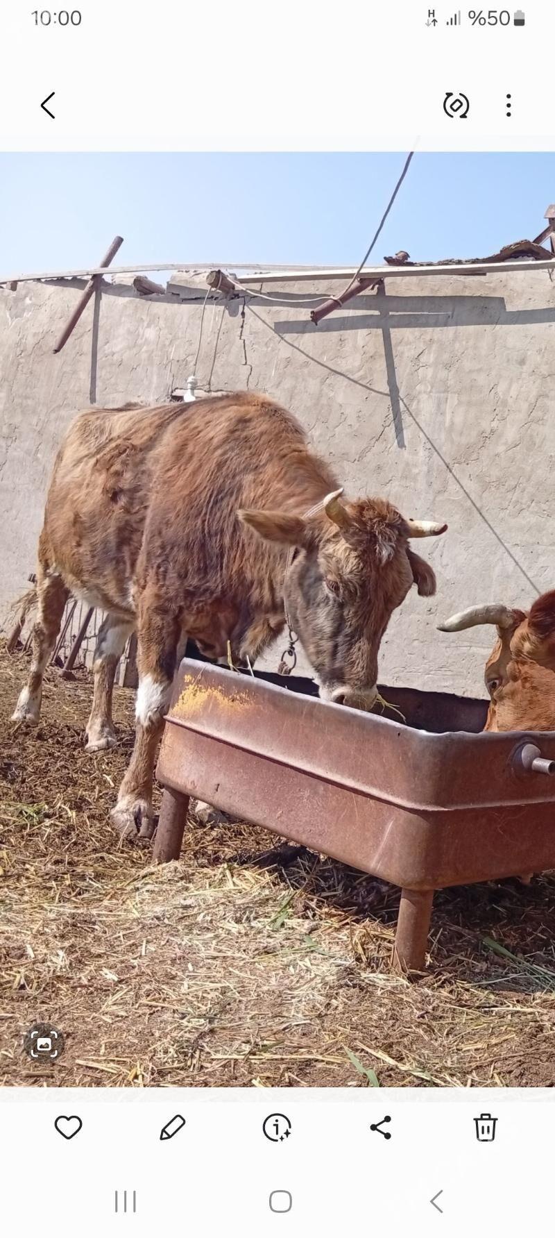 bogoz - Mary - img 1