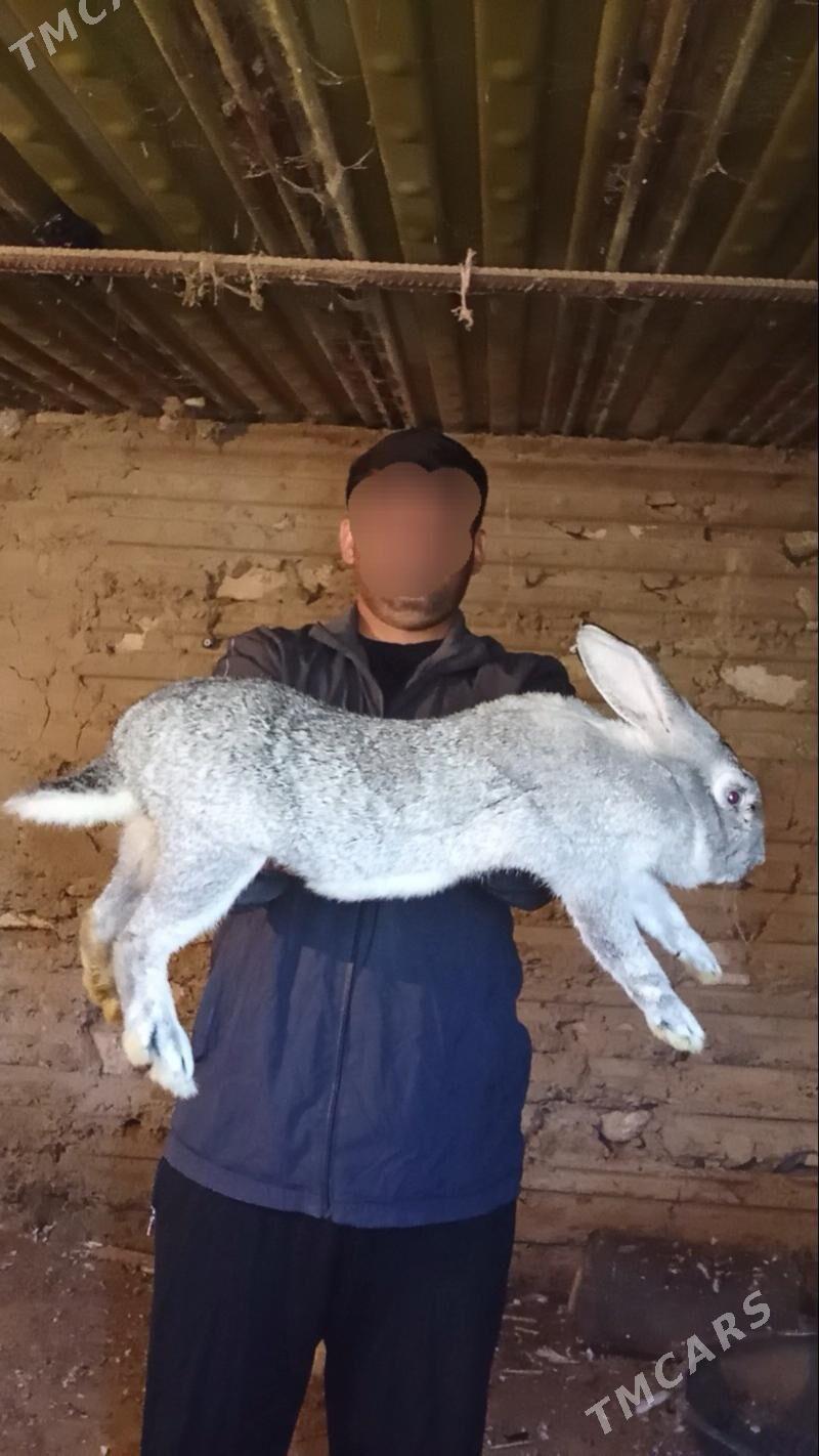 Towşan - Гызыларбат - img 1